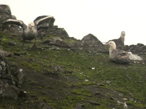 broedende reuzenstromvogels,de gieren van antarctica